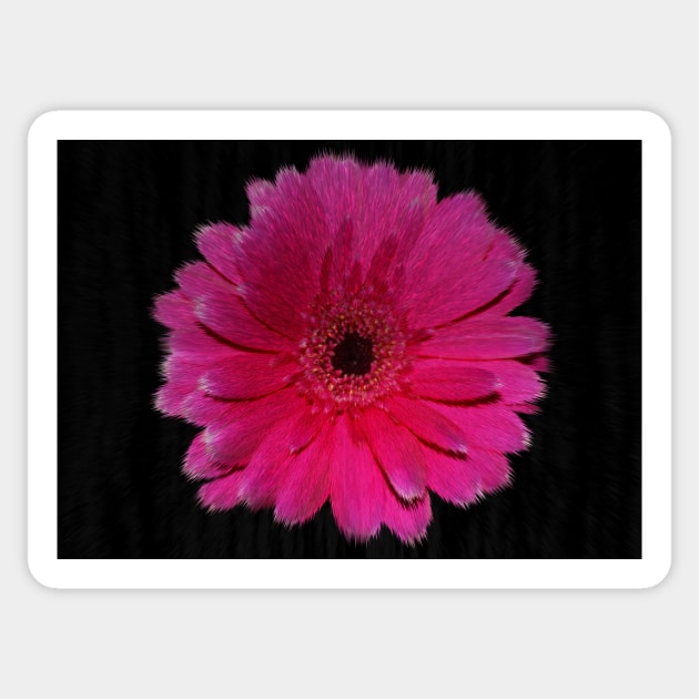 Single Hot Pink Gerbera Sticker by avrilharris